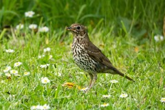 Turdus philomelos clarkei