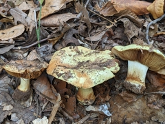 Calonarius