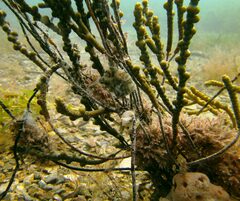 Brachaluteres jacksonianus