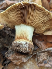 Calonarius