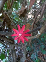 Passiflora glandulosa