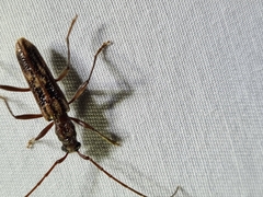 Aesiotyche favosa