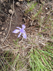 Moraea stricta