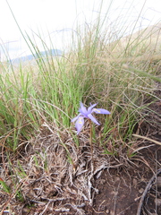 Moraea stricta