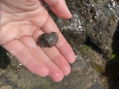 Rapaninae
