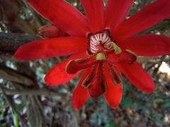 Passiflora glandulosa