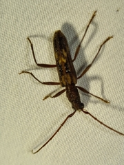Aesiotyche favosa