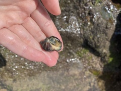 Rapaninae