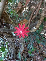 Passiflora glandulosa