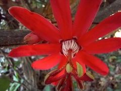 Passiflora glandulosa