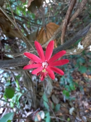 Passiflora glandulosa