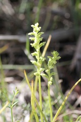 Microtis arenaria