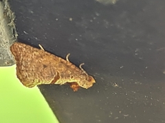 Glyphidoptera insignana