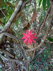 Passiflora glandulosa