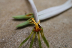 Agelanthus natalitius
