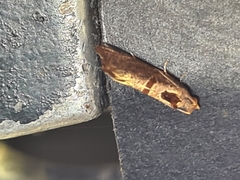 Glyphidoptera insignana