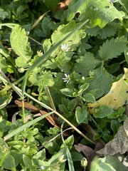 Stellaria