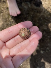 Trochus nigropunctatus