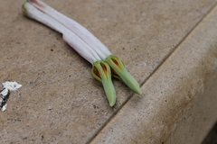 Agelanthus natalitius