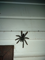 Avicularia avicularia