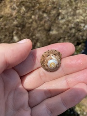 Trochus nigropunctatus