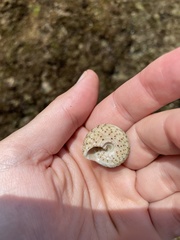 Trochus nigropunctatus