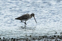Limosa lapponica baueri
