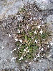 Lobelia pubescens