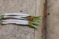 Agelanthus natalitius