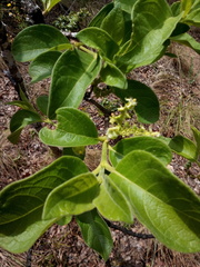 Vangueria