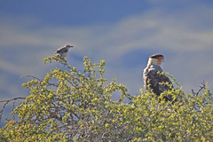 Mimus saturninus