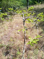 Vangueria