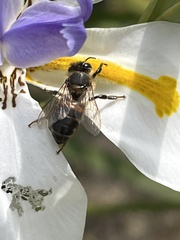 Apis mellifera capensis