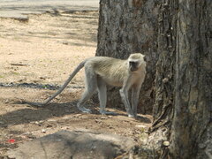 Chlorocebus pygerythrus