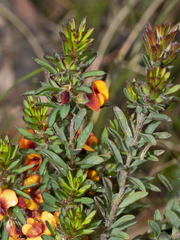 Pultenaea humilis
