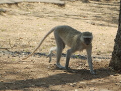 Chlorocebus pygerythrus