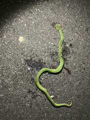 Trimeresurus stejnegeri
