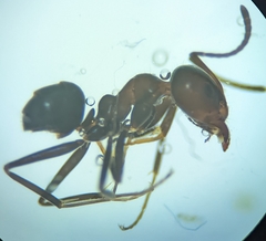 Iridomyrmex rufoniger