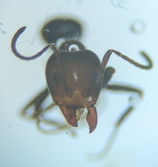 Iridomyrmex rufoniger