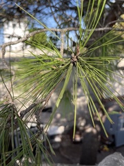 Pinus halepensis
