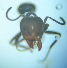 Iridomyrmex rufoniger
