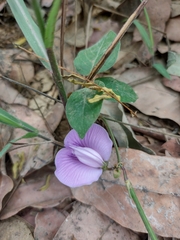 Centrosema pubescens