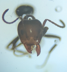 Iridomyrmex rufoniger