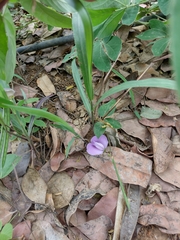 Centrosema pubescens