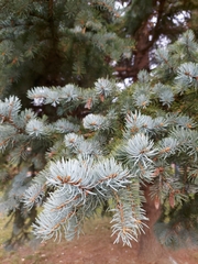 Picea pungens