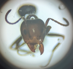 Iridomyrmex rufoniger
