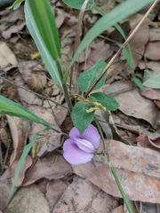 Centrosema pubescens