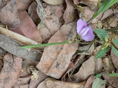 Centrosema pubescens