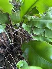 Asplenium scolopendrium scolopendrium