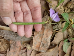 Centrosema pubescens